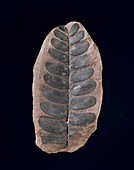 Neuropteris fossil plant