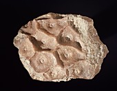 Arachnophyllum coral fossil