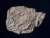 Pentacrinites crinoid fossil