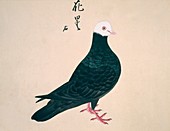 Domestic pigeon,artwork
