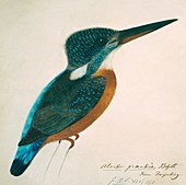 Great Blue Kingfisher,artwork