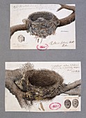 Dark-collared cuckoo-shrike nest,artwork