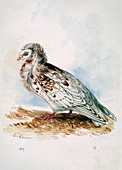 Domestic Pigeon,artwork