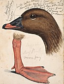 Pink footed Goose,artwork