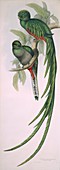 Resplendent quetzal,artwork