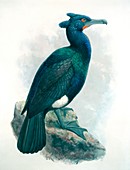 Spectacled cormorant,artwork