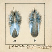 Handsome francolin feathers,artwork