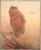 Northern Eagle-Owl,artwork