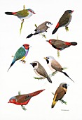 Australian estrildid finches,artwork