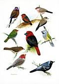 African Estrildid finches,artwork
