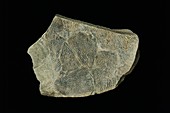 Dendroid graptolite fossil