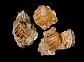 Bivalve mollusc fossils