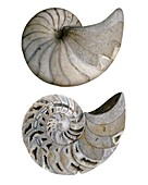 Nautiloid fossil
