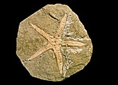 Starfish fossil