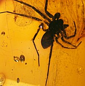 Fossil spider in amber