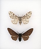 Peppered moths