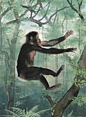 Proconsul africanus primate