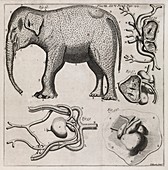 Zoological illustrations,18th century