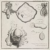 Medical illustrations,18th century