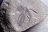 Marrella arthropod fossil,Burgess Shale