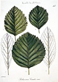Whitebeam Sorbus aria leaves,artwork