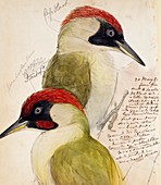 Green woodpecker birds,artwork
