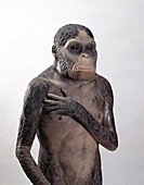 Female Australopithecus africanus