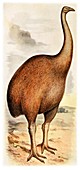 Giant moa,artwork