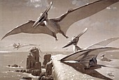 Pteranodon pterosaurs,artwork