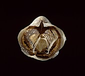 Spiriferina brachiopod fossil