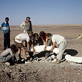Niger fossil excavation,1988