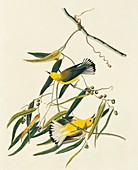 Prothonotary warblers,artwork