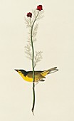 Hooded Warbler,artwork