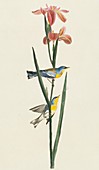 Northern parula warblers,artwork