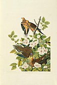 Two mourning doves,artwork