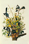 Northern mockingbirds,artwork