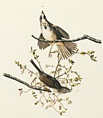 Two song sparrows,artwork