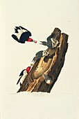 Red-headed woodpeckers,artwork