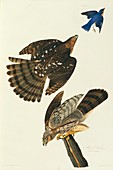Cooper's hawk observing prey,artwork