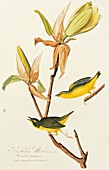 Kentucky warblers,artwork
