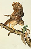 Barred owl and prey,artwork