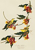 Yellow warbler,artwork