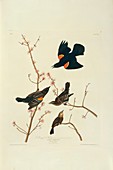 Red-winged blackbird,artwork