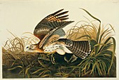 Red-shouldered hawk and prey,artwork