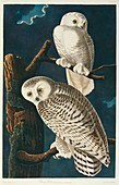 Snowy owls,artwork