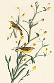 Palm warbler,artwork