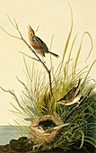 Saltmarsh sharp-tailed sparrow,artwork