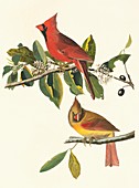 Northern cardinal birds,artwork