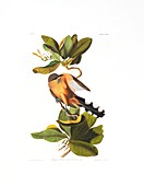 Mangrove Cuckoo,artwork