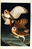 Barn owls,artwork
